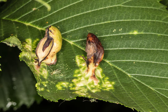 18.https www inaturalist org photos 2186981.580x360