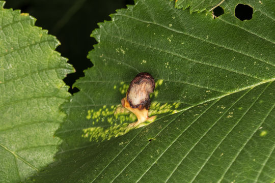18.https www inaturalist org photos 2186982.580x360