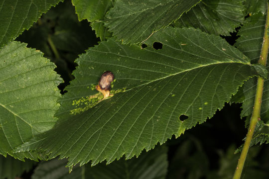 18.https www inaturalist org photos 2186983.580x360