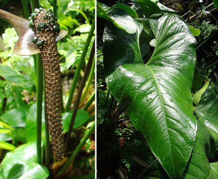 Image of Anthurium watermaliense L. H. Bailey & Nash