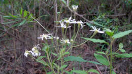 Olearia nernstii F. Müll. resmi