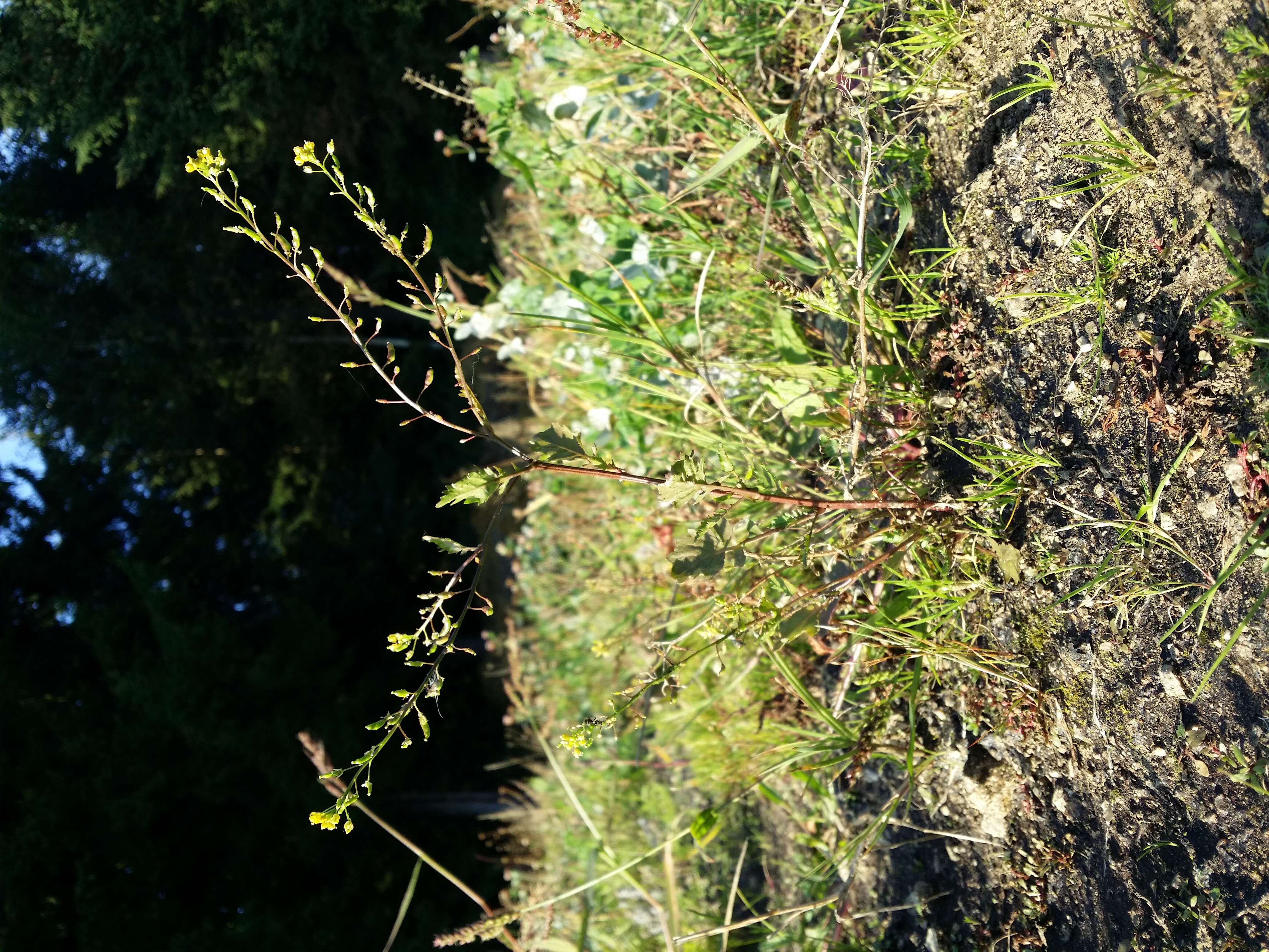 Image of bog yellowcress