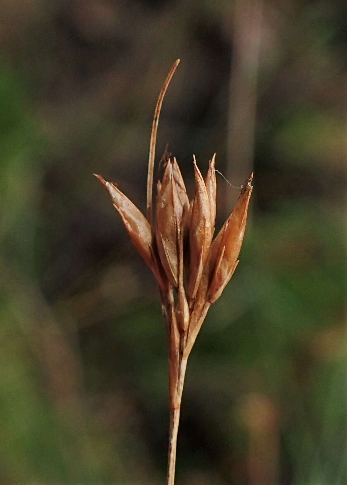 Plancia ëd Rhynchospora alba (L.) Vahl