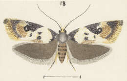 Image of Trachypepla semilauta Philpott 1918