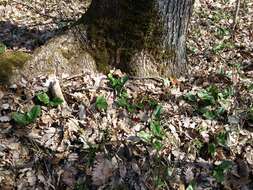 Imagem de Arum cylindraceum Gasp.