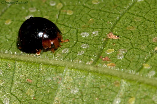 Image of Lady beetle