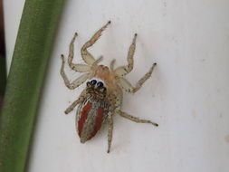 Image of Maevia inclemens (Walckenaer 1837)