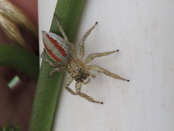 Image of Maevia inclemens (Walckenaer 1837)