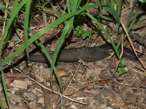 Image of ash-black slug