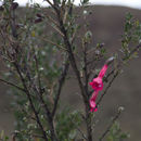 Image of <i>Cantua buxifolia</i>