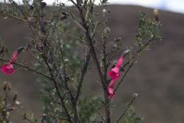 Image of <i>Cantua buxifolia</i>