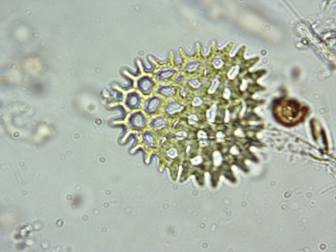 Image of <i>Pediastrum duplex</i>