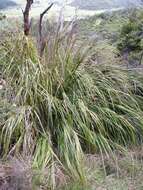 Image of Lanai sawsedge