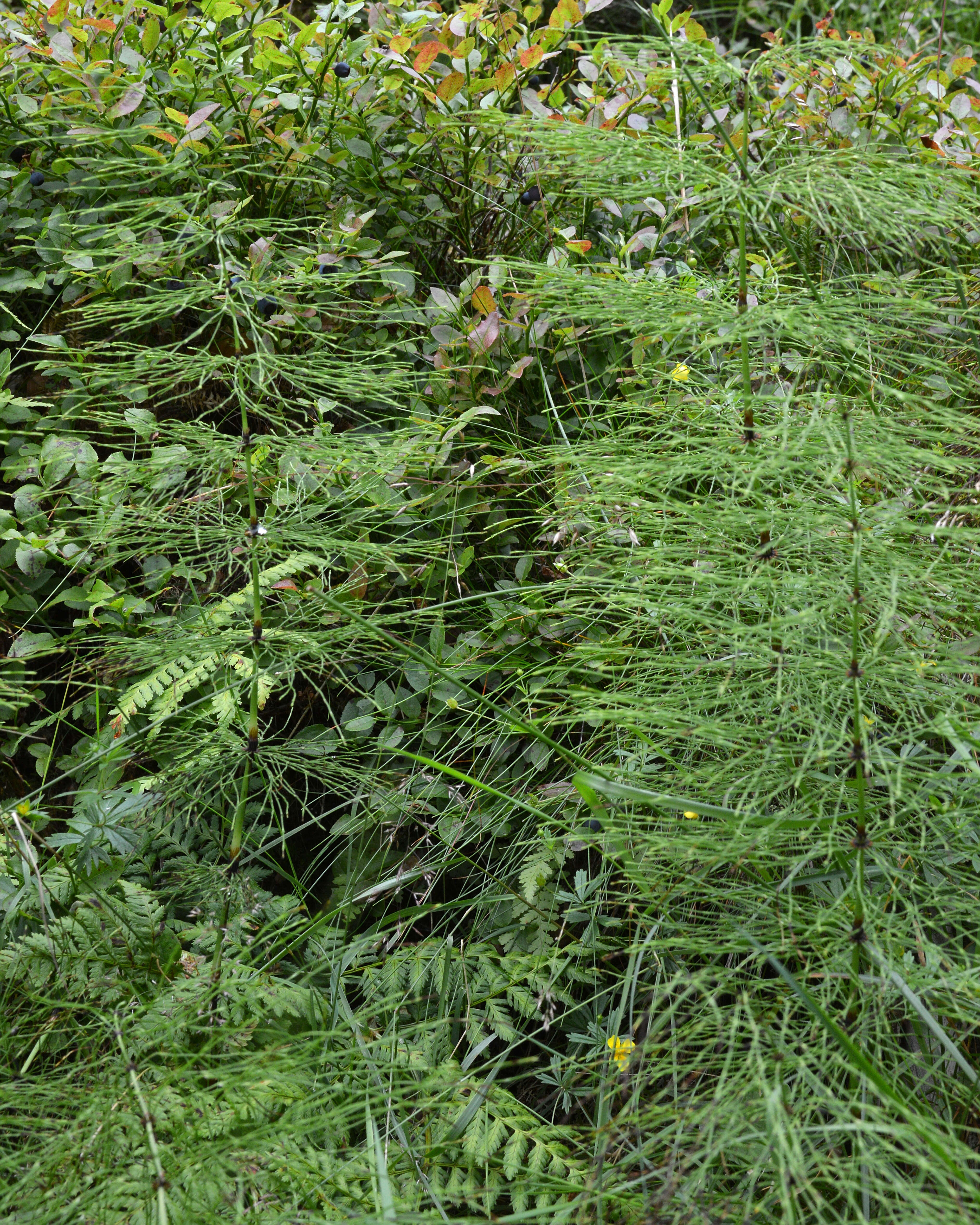 Слика од Equisetum sylvaticum L.