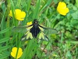 Image of Owly sulphur