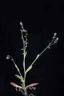 Image of Early Forget-me-not