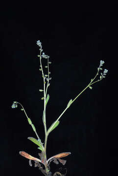 Image of Early Forget-me-not