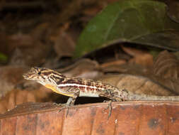 Image of Many-scaled Anole