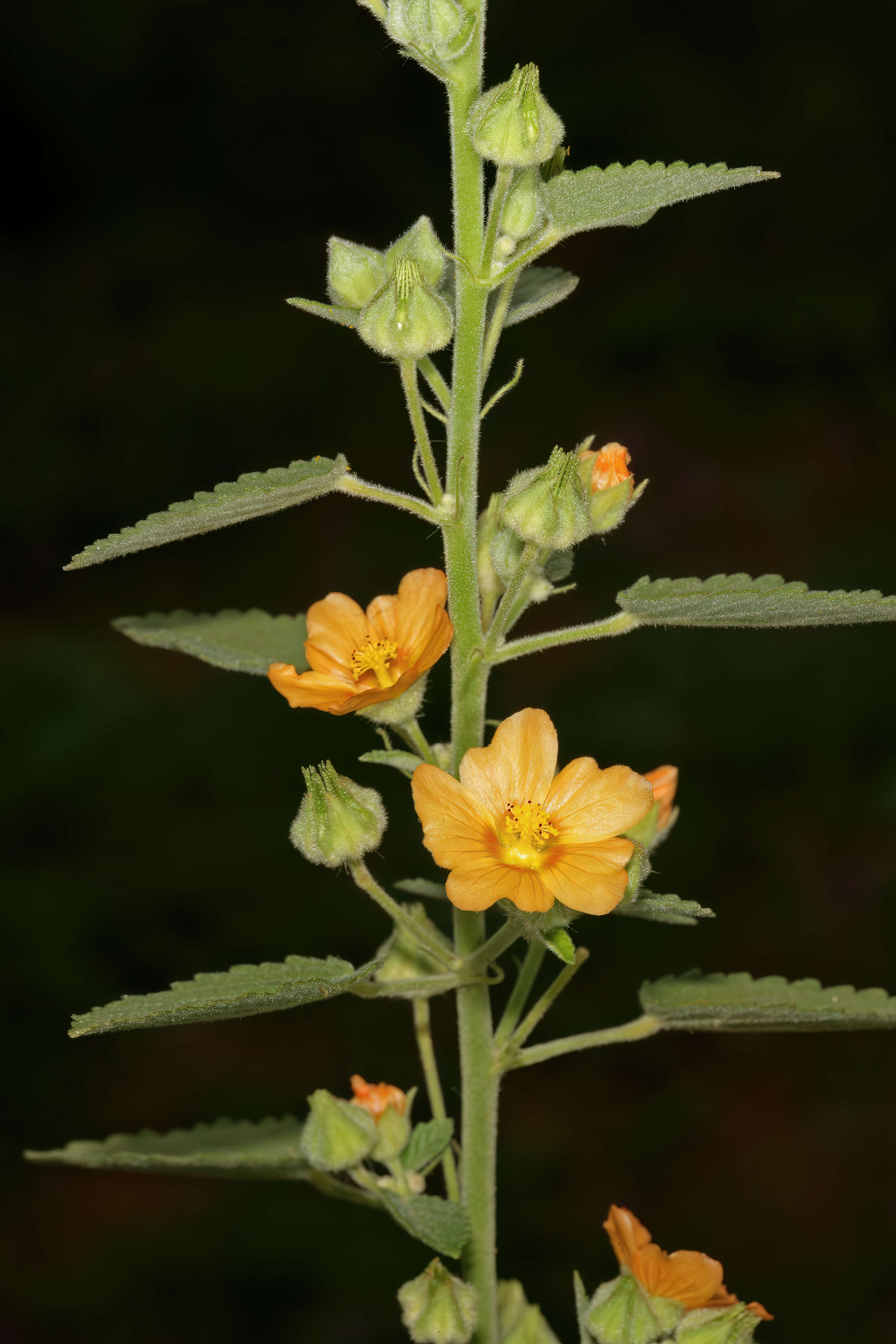 Image of country mallow