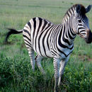 Image of Equus quagga burchellii (Gray 1824)