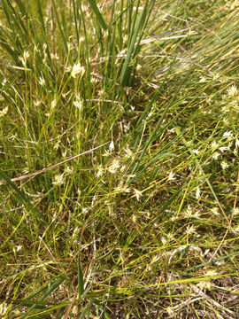 Image of <i>Rhynchospora alba</i>