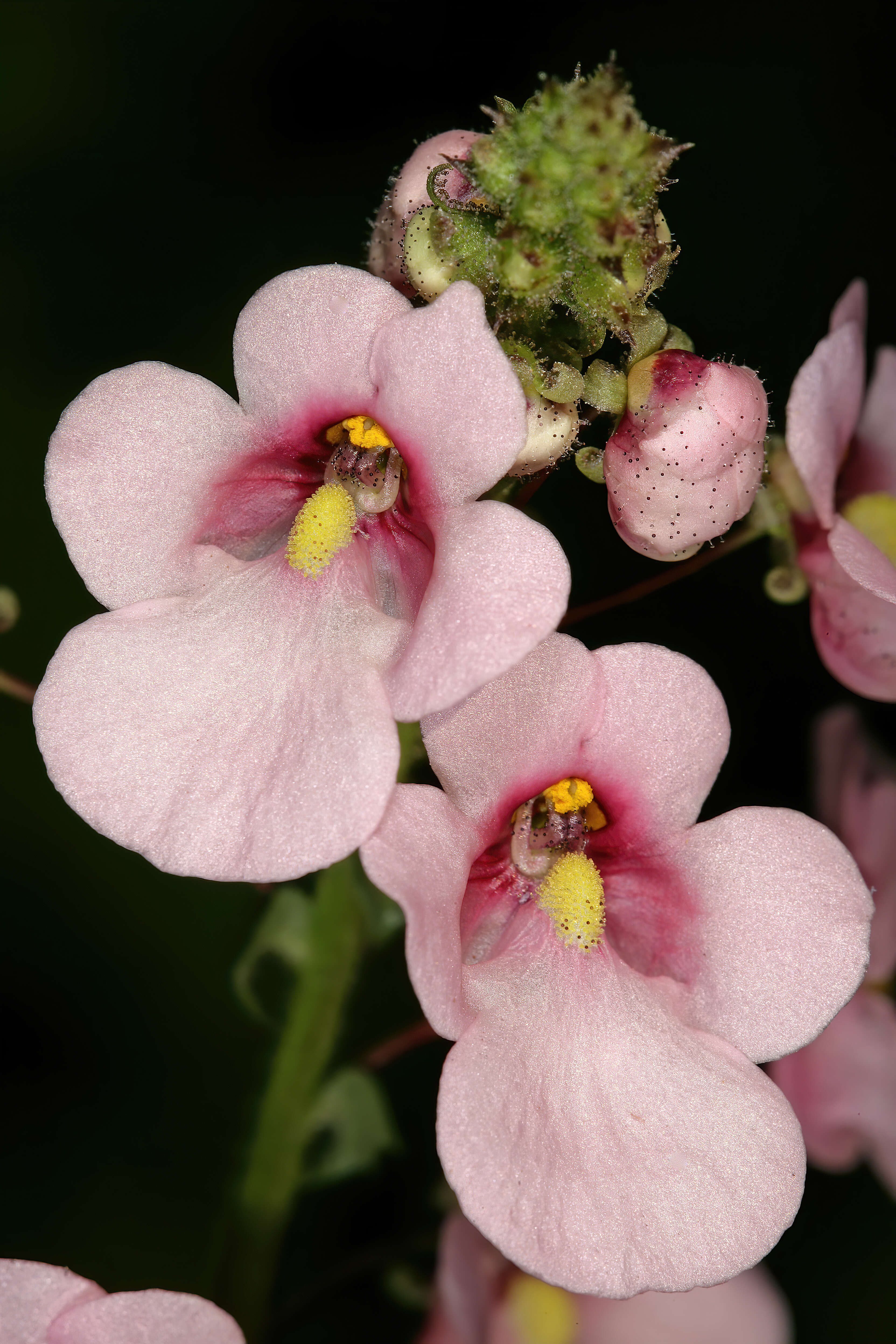 Image of Diascia rigescens E. Mey. ex Benth.