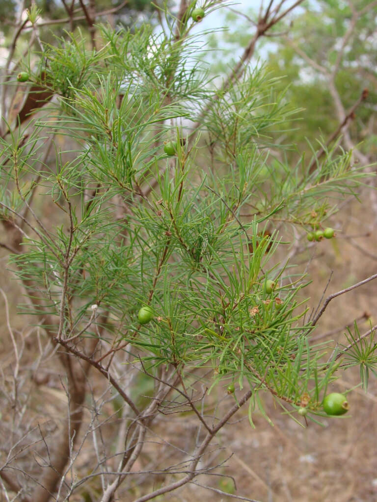 Image of Eugenia angustissima Berg