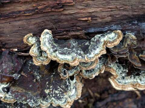 Image of Auricularia mesenterica (Dicks.) Pers. 1822