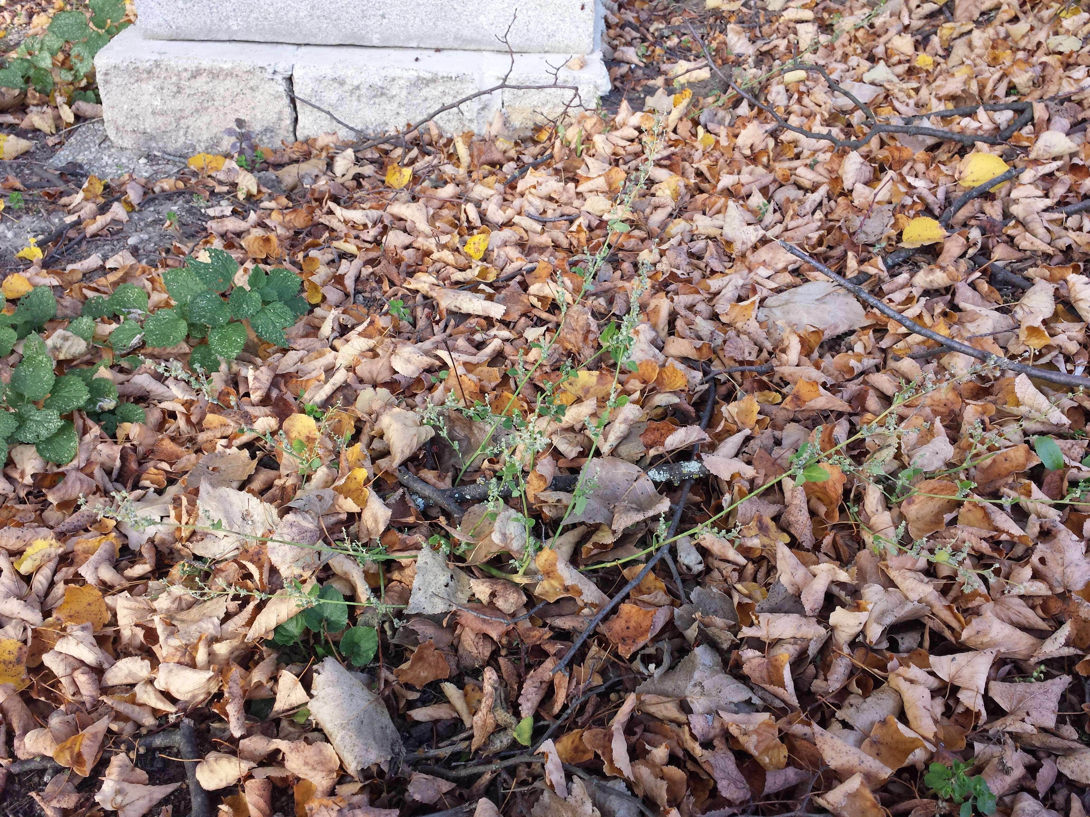 Image of Grey Goosefoot