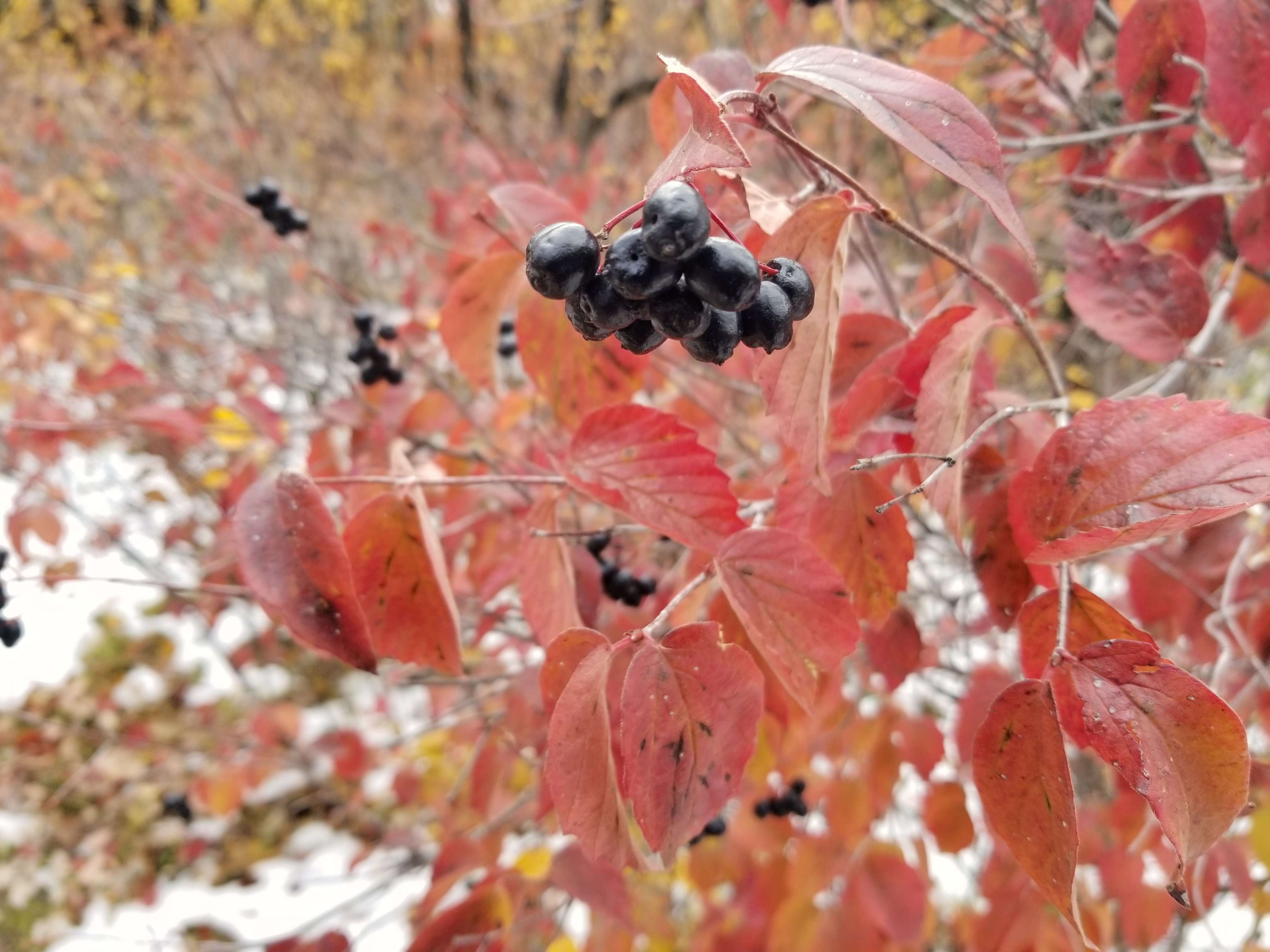 Sivun Viburnum rafinesqueanum kuva