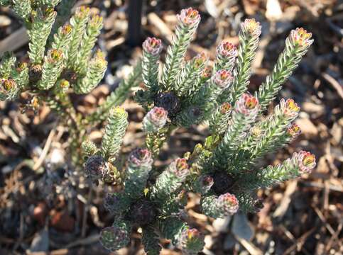 Image of Cape Flats Conebush