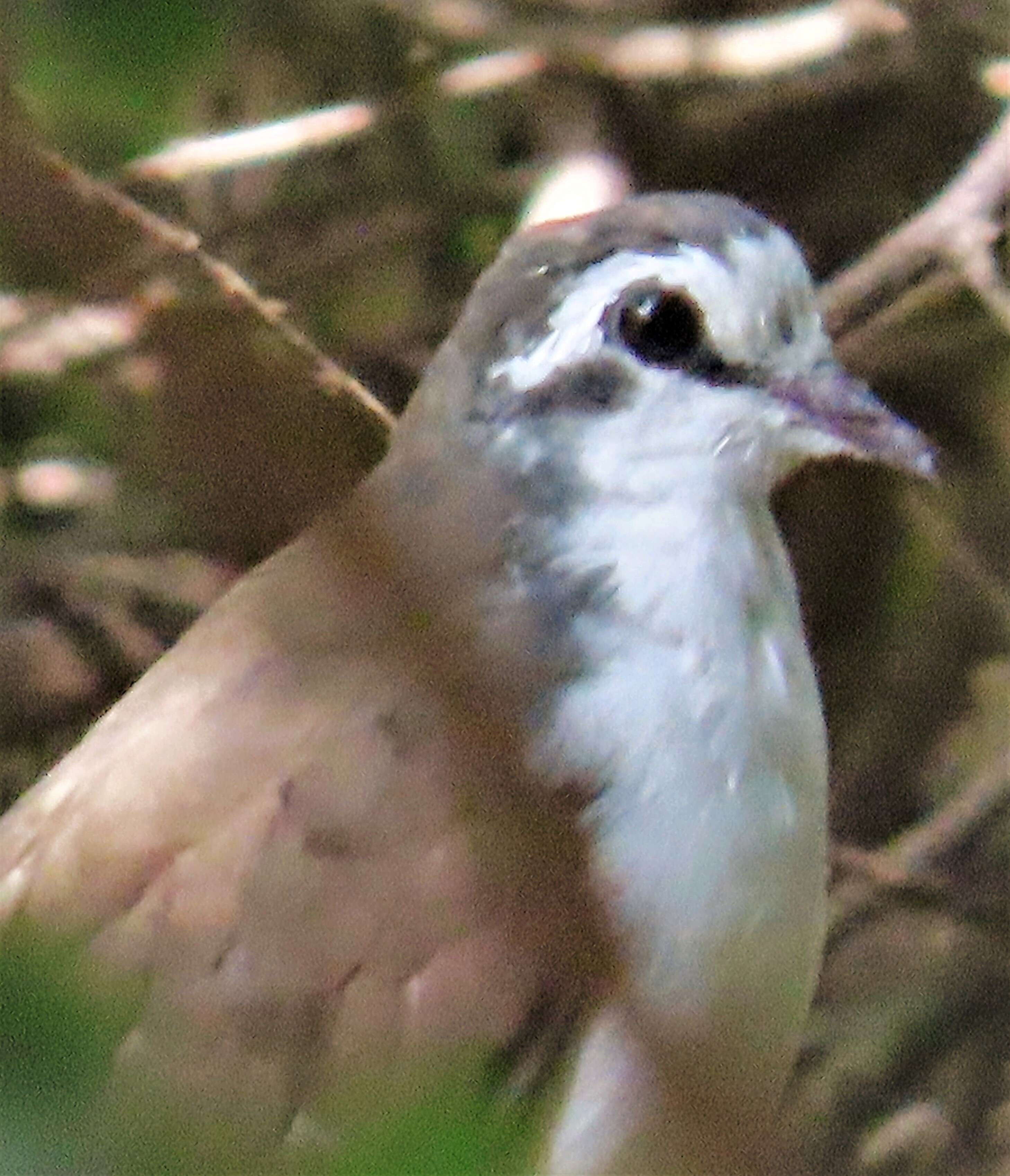 Image of Tambourine Dove