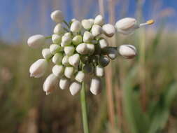 Image of Lady's leek