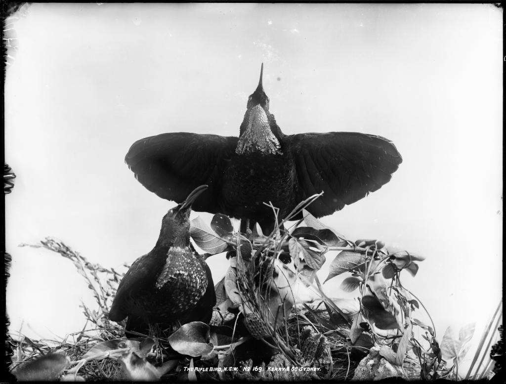 Image of Paradise Riflebird