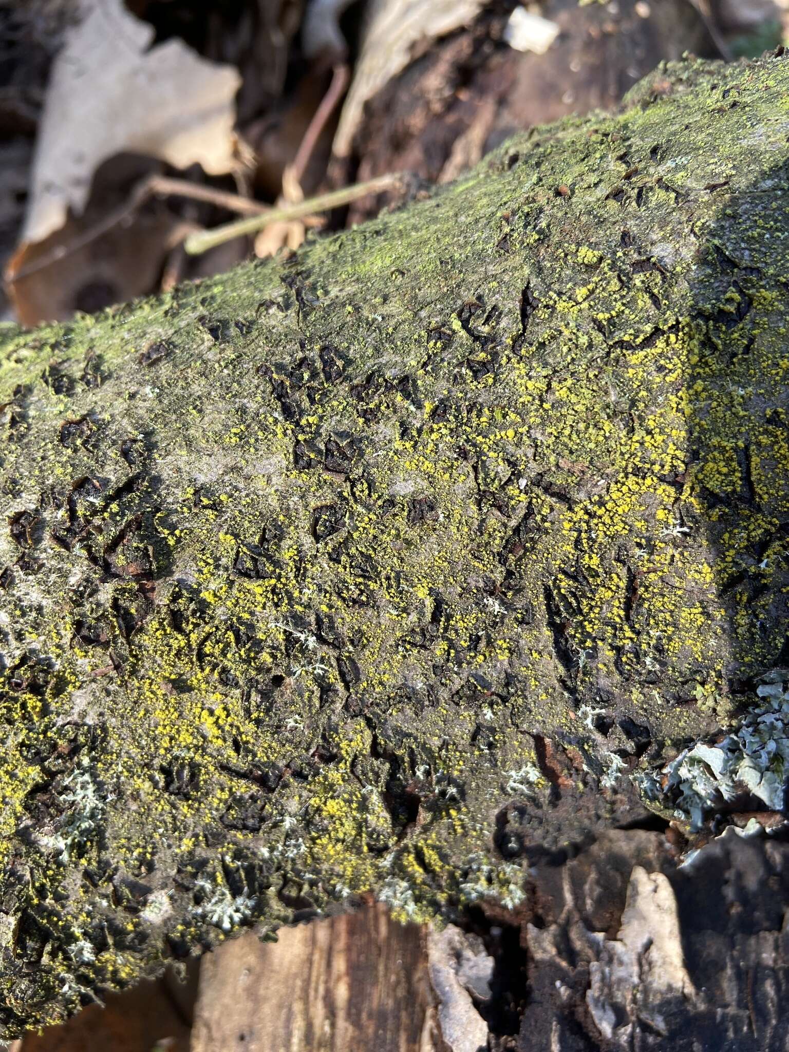 Image of eggyolk lichen