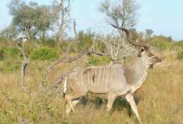 Image of Greater Kudu