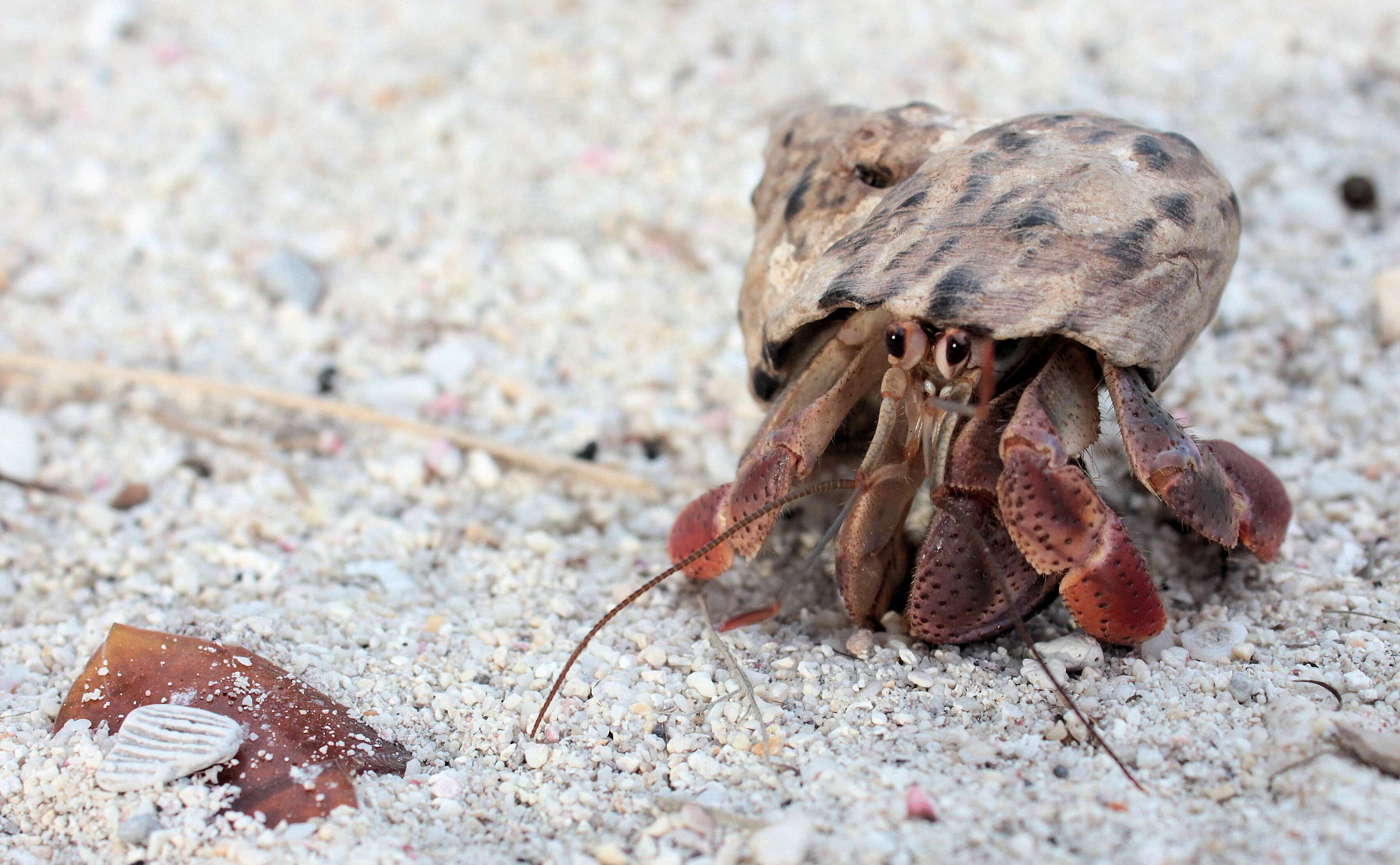 Image of Caribbean hermit crab