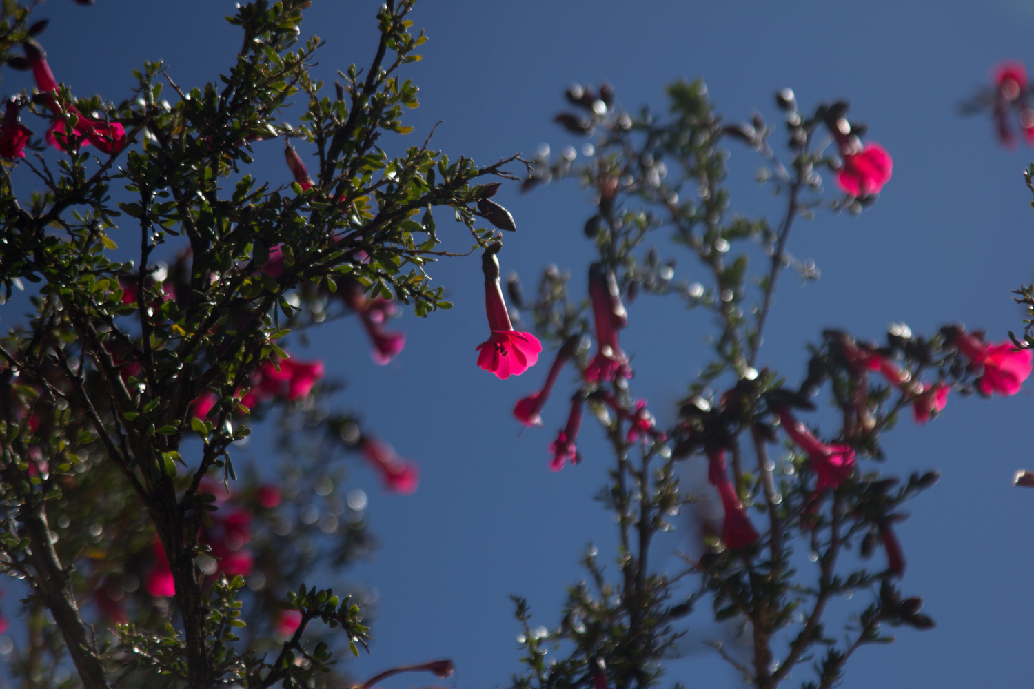 Image of <i>Cantua buxifolia</i>