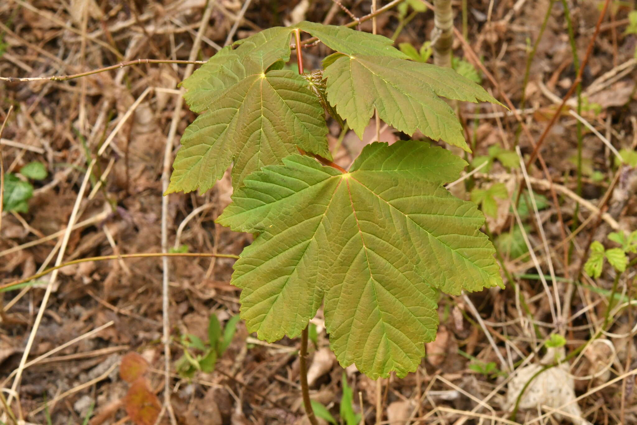 Imagem de Acer pseudoplatanus L.