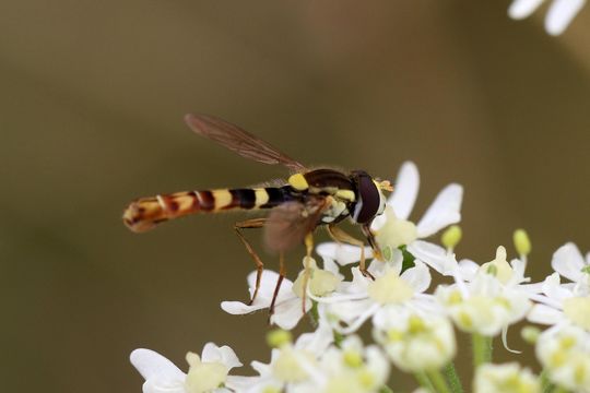 Image of <i>Sphaerophoria scripta</i> (Linnaeus 1758)