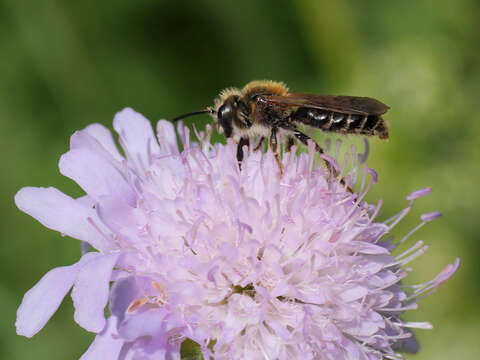 Image of Andrena hattorfiana (Fabricius 1775)