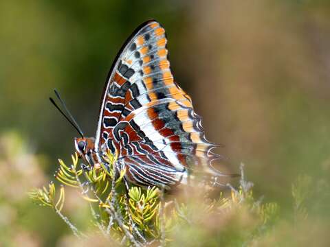 Charaxes jasius Linnaeus 1767的圖片