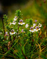 Imagem de Euphrasia officinalis subsp. officinalis