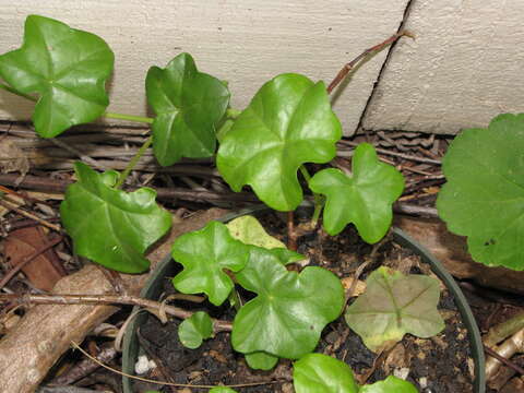 Imagem de Pelargonium