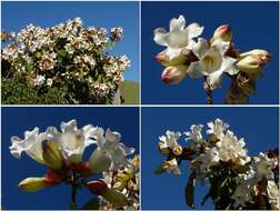 Image de Beaumontia grandiflora Wall.