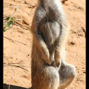 Image of Meerkat
