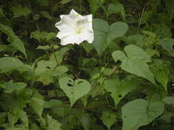 Image of Moonflower or moon vine