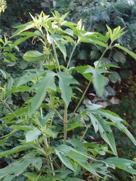 Image of <i>Ambrosia trifida texana</i>