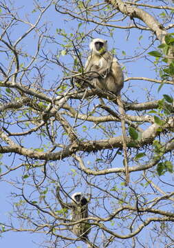 Image of Gray Langur