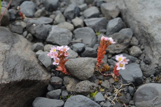 Image of <i>Sedum villosum</i>